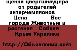 щенки цвергшнауцера от родителей интерчемпионов,   › Цена ­ 35 000 - Все города Животные и растения » Собаки   . Крым,Украинка